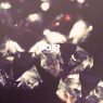 Blue Sky Black Death - NOIR - DLXE (2013) [FLAC]  