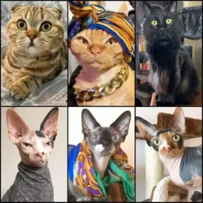 iAmMoshow 2023 Time for a Cat Dance FLAC