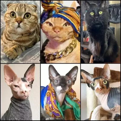 iAmMoshow 2023 Time for a Cat Dance FLAC